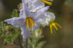 Sticky nightshade